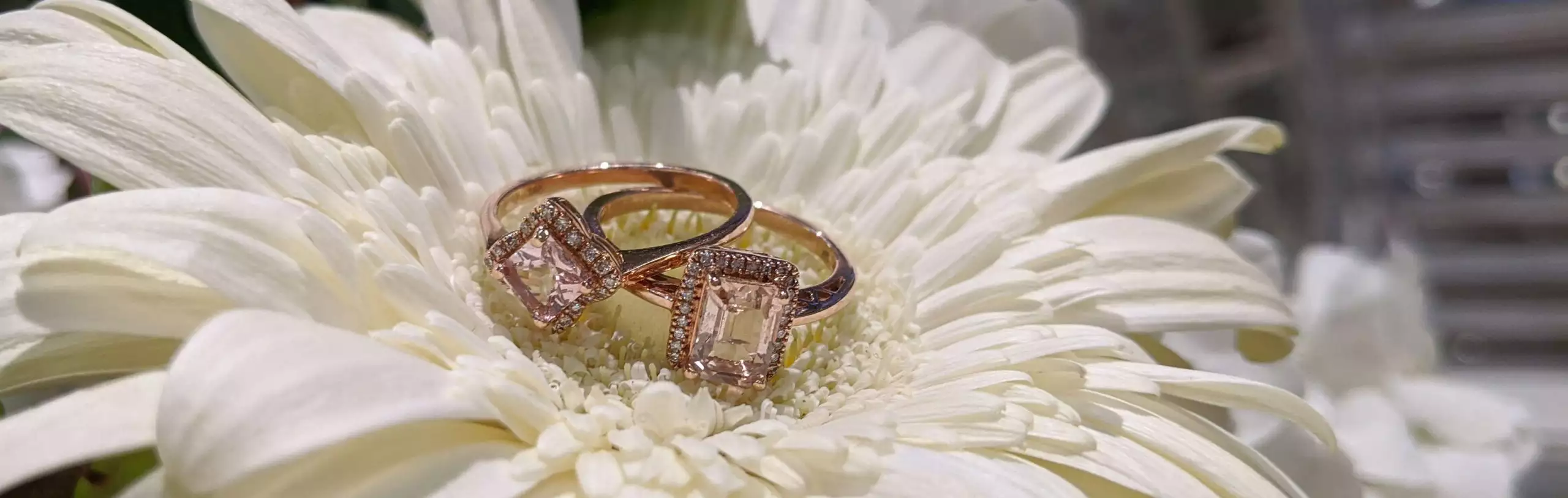 This is an image of Morganite Rings on top of a white flower. 
